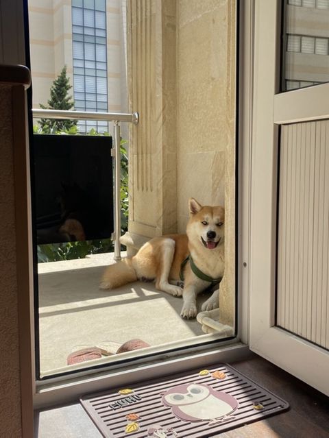 Akita-inu, 2 il, Erkək, Peyvəndli — Bakı