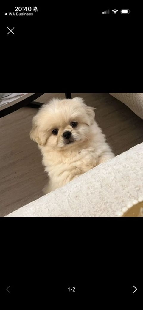 Pekines — Bakı