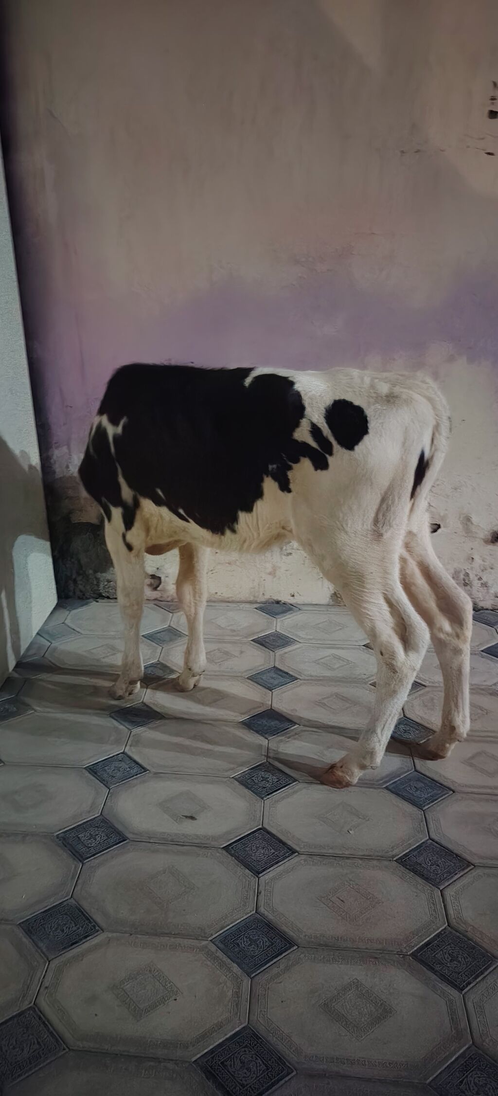 Dana, buzov, Dişi, Holsteyn, Simental, ay: 1, 85 kq, Damazlıq, Südlük, Ətlik — Kənd təsərrüfatı heyvanları, Ağdaş