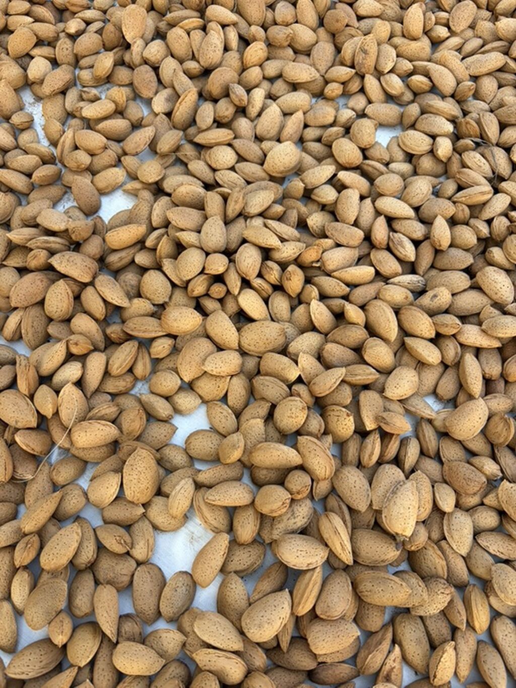 Sirin Təbii qabıqlı badam satilir, Tovuzda yetisidirilb, Bakiya — Qida məhsulları, Bakı (2)