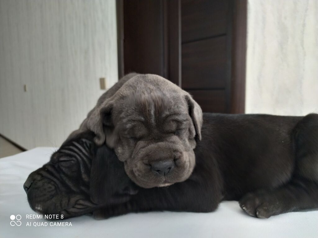 Kane-Korso, 1 ay, Erkək — Köpəklər, Gəncə