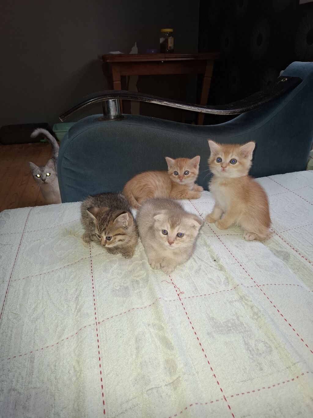Ünvandan götürmə — Pişiklər, Bakı