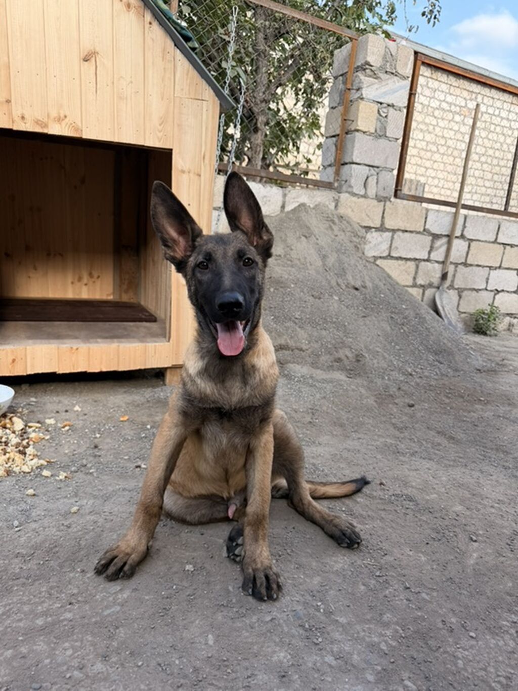 Belçika çoban iti, 4 ay, Erkək — Köpəklər, Qazax (3)