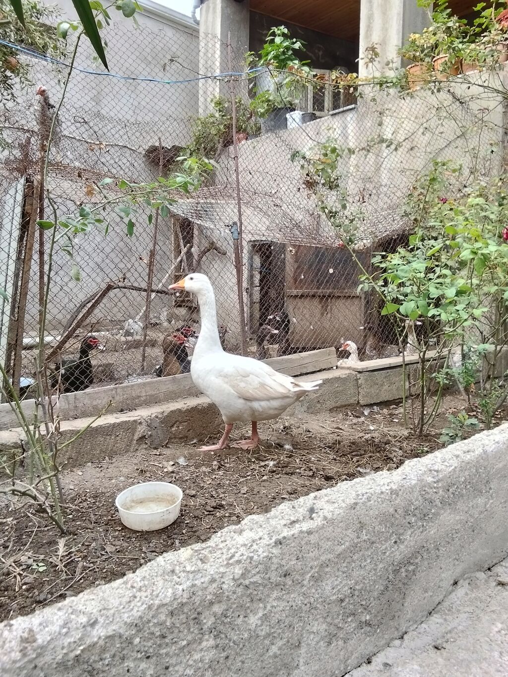 Məhsul: Qaz (ağ rəngli) Təsvir:erkəy qa yerli - Ev quşu təsərrüfatı — Digərləri, Mehdiabad (2)
