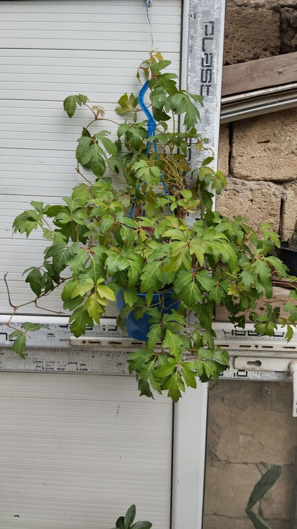Satılır: dekorativ saksı bitkiləri dəsti - Schefflera arboricola — Qapı bitkələri, Xırdalan (7)