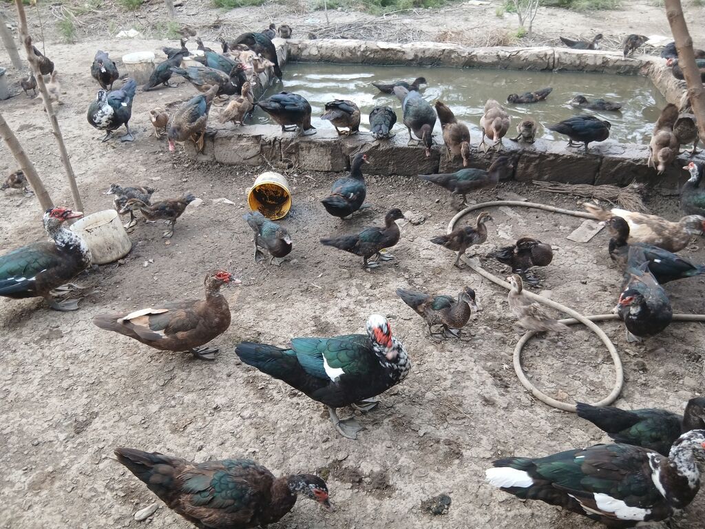 Erkək, Lal ördək, Damazlıq — Digərləri, Sabirabad (4)