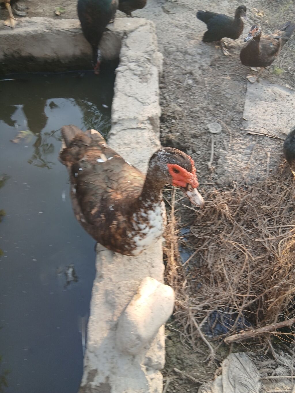 Erkək, Lal ördək, Damazlıq — Digərləri, Sabirabad (8)