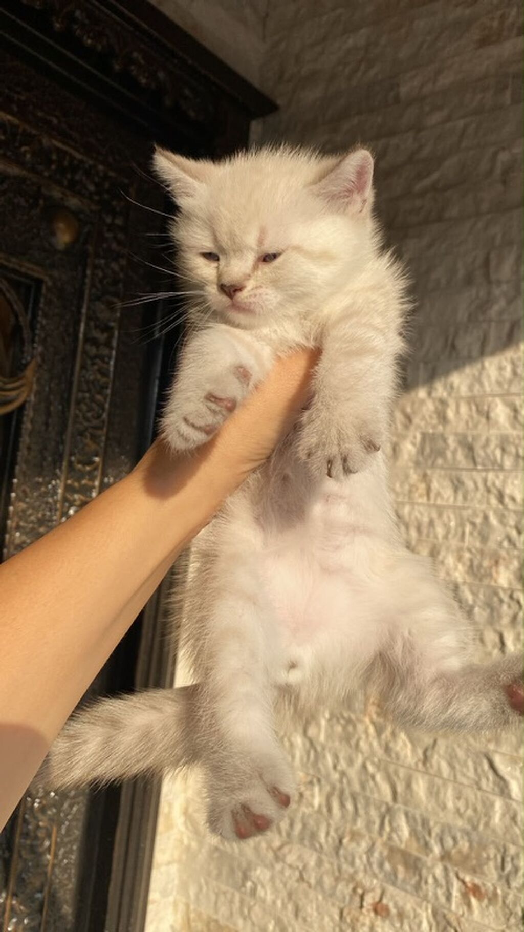 Şinşilla, Erkək, Yaxşı əllərə, Pulsuz çatdırılma — Pişiklər, Bakı (2)