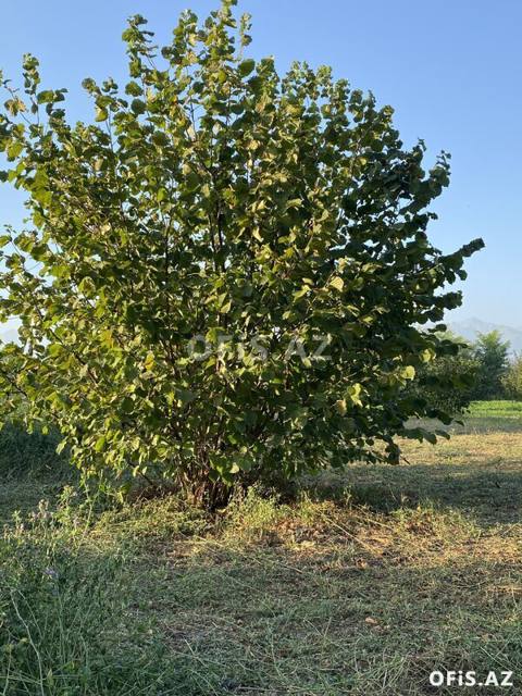 Torpaq Satılır Oğuz, torpaq satılır, 74 sot — Oğuz