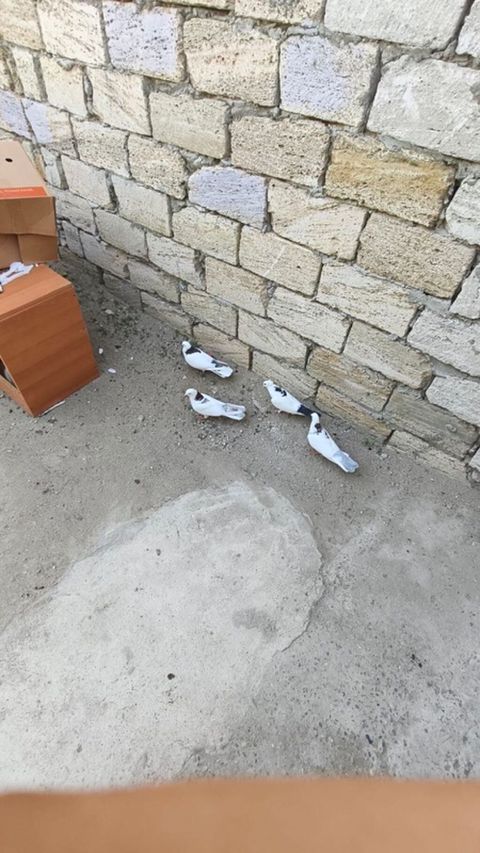 4ədədi nişanlı boynu güllii 4ü 35m — Digah