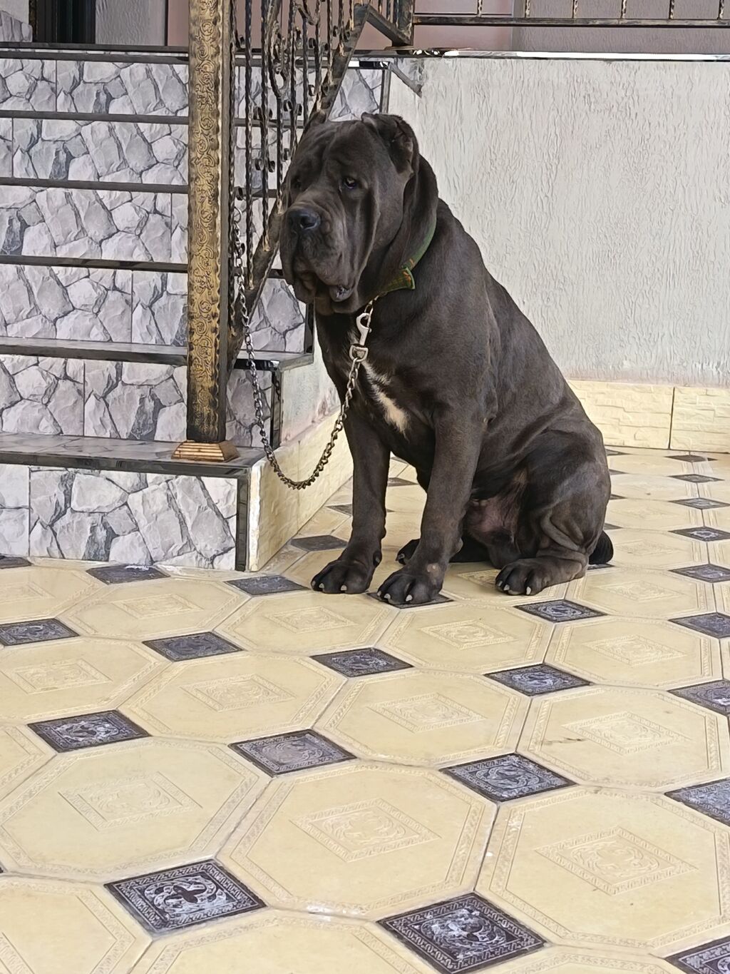 Kane-Korso, 1 ay, Erkək — Köpəklər, Gəncə (3)