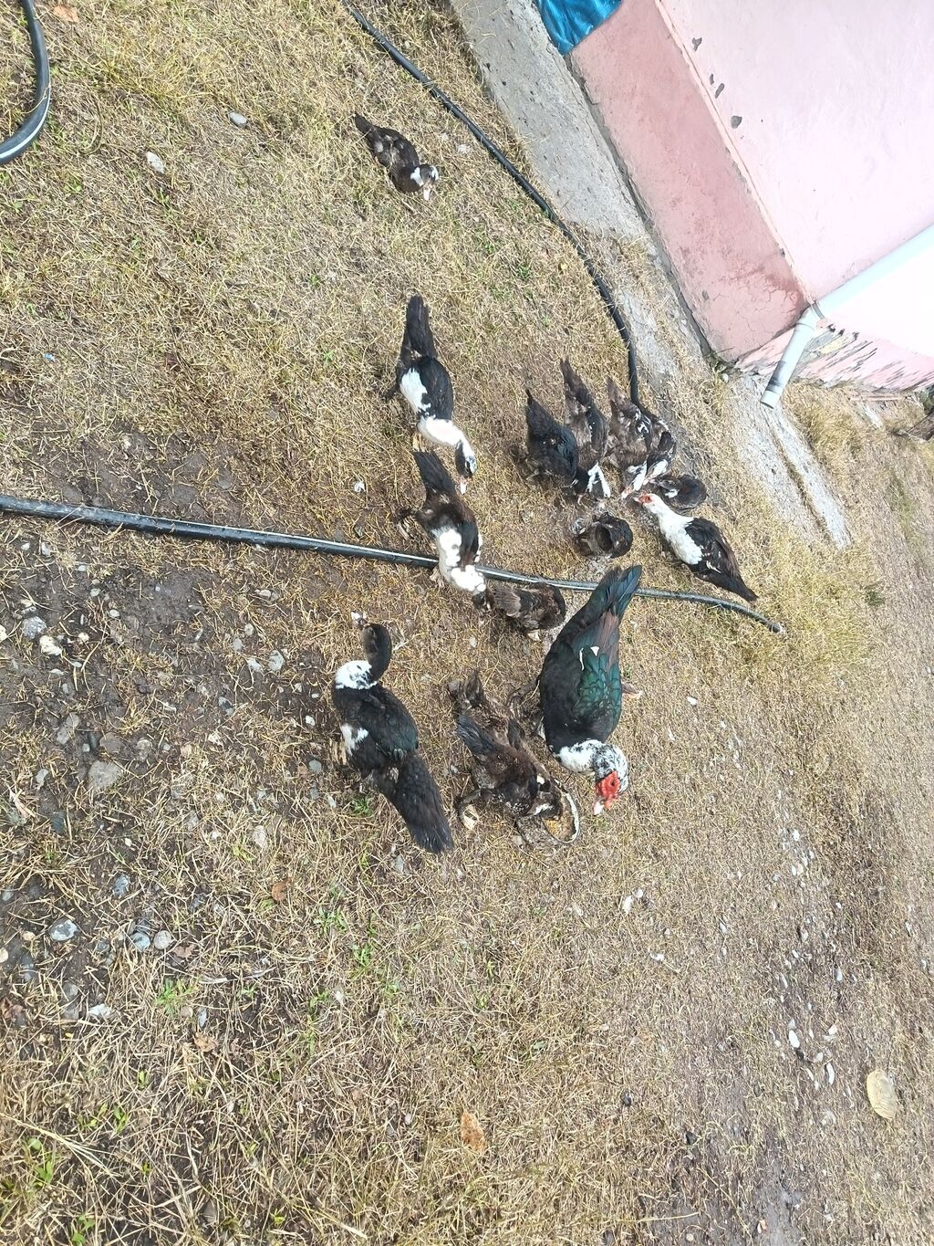 Muscovy ördəkləri (indo-ördəklər) – qarışıq rənglərdə sürü — Digərləri, Ağdam (6)