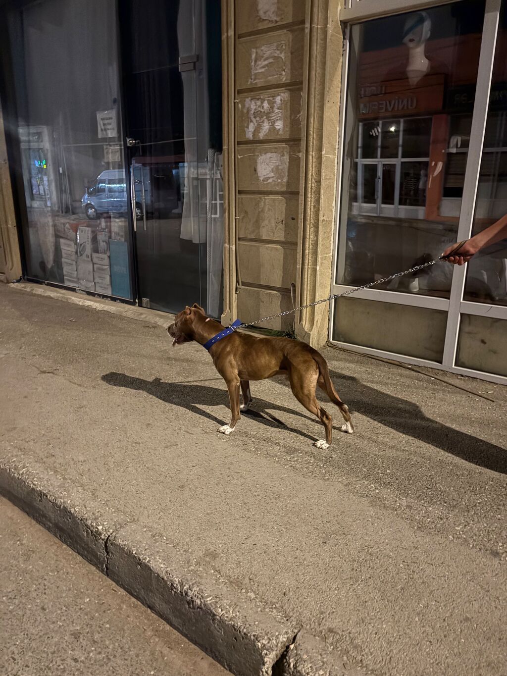 Pitbul, Erkək — Köpəklər, Pirəkəşkül (3)
