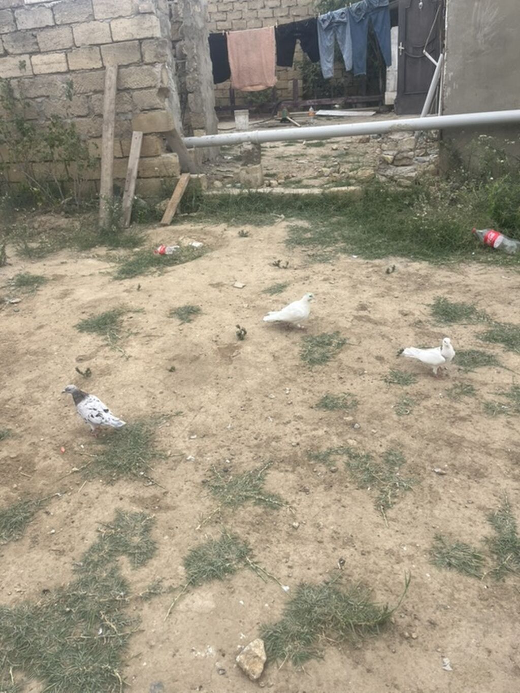 3 denesj 12m — Göyərçin, Mehdiabad (3)