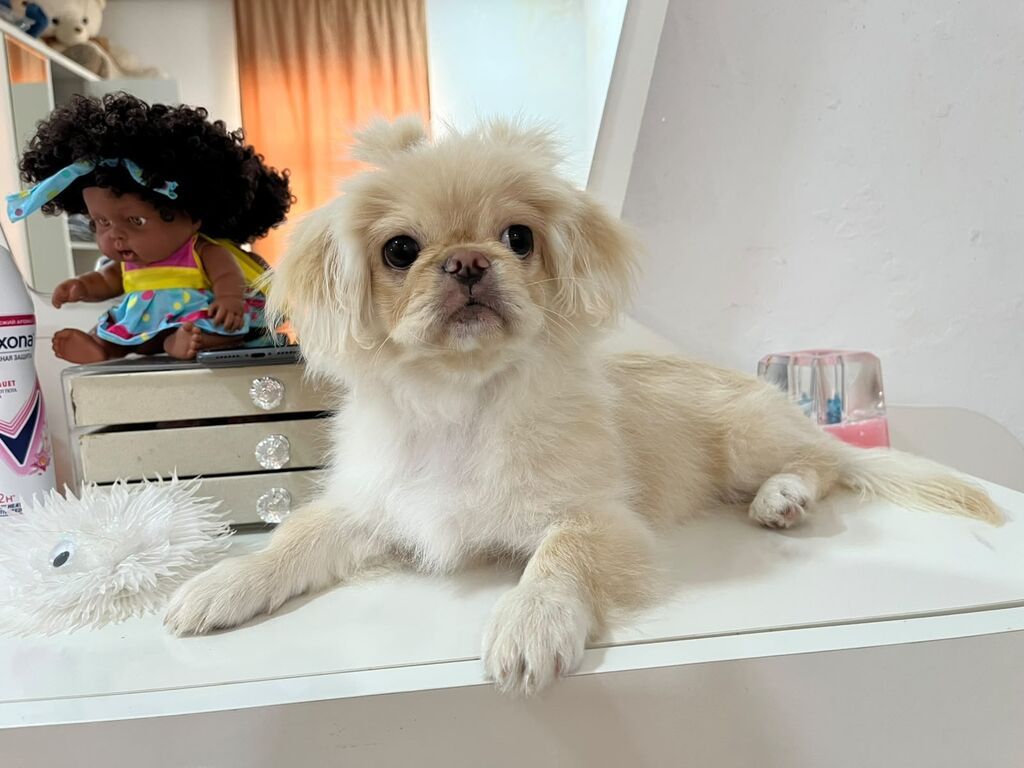 Pekines, 7 ay, Erkək — Köpəklər, Digah