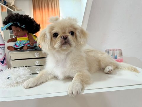 Pekines, 7 ay, Erkək — Digah