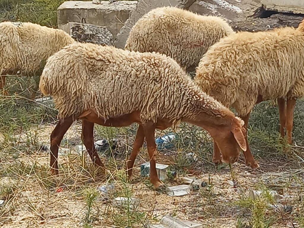 Salam tam saglam heyvanlardir 25 bas ana qoyundur isdeyen elaqe — Kənd təsərrüfatı heyvanları, Fatmayı (5)