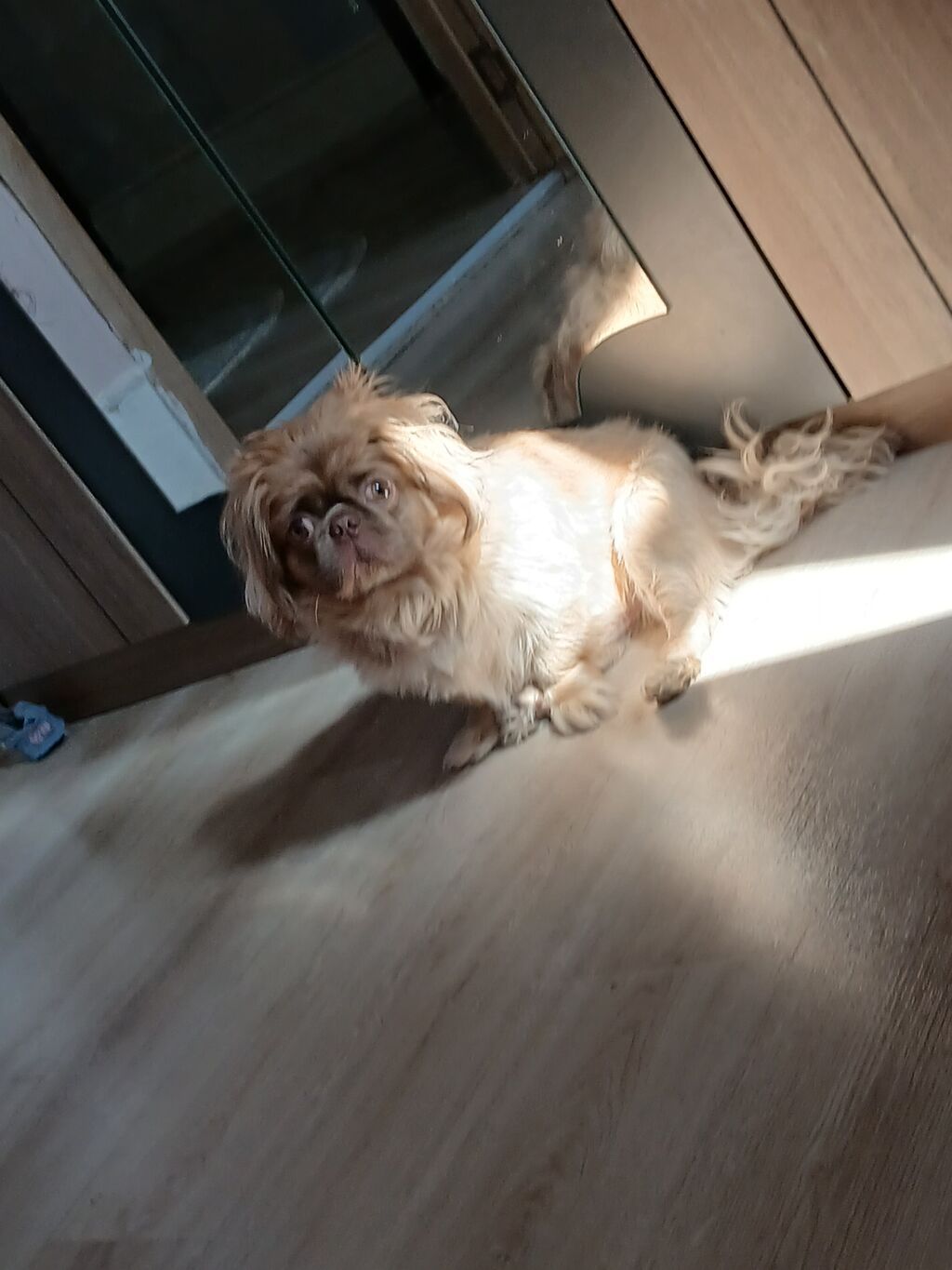 Pekines — Köpəklər, Gəncə (4)