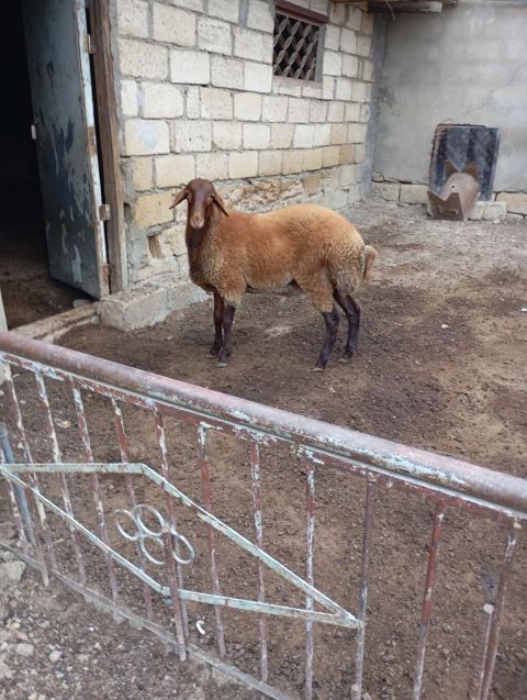 7 aylıq erkey — Masazır