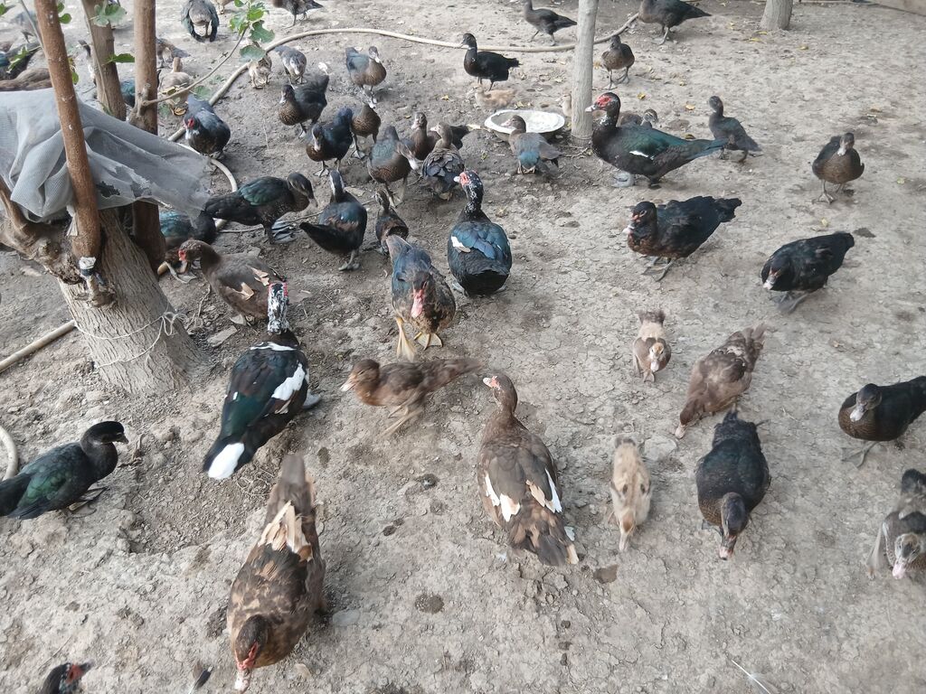 Erkək, Lal ördək, Damazlıq — Digərləri, Sabirabad (5)