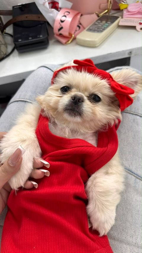 Reyal alıyıcıya endirim olunacaq Golden Pekinisdi üstündə daşıma — Bakı