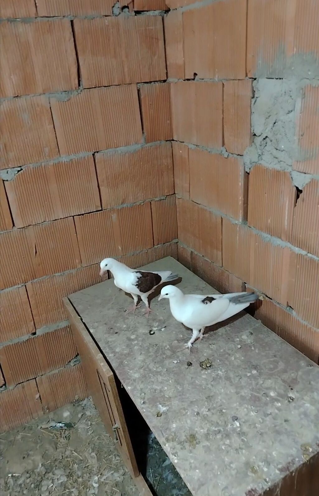 Cut balalardi pula ehtiyac var diye satilir vap akt — Göyərçin, Novxanı (2)