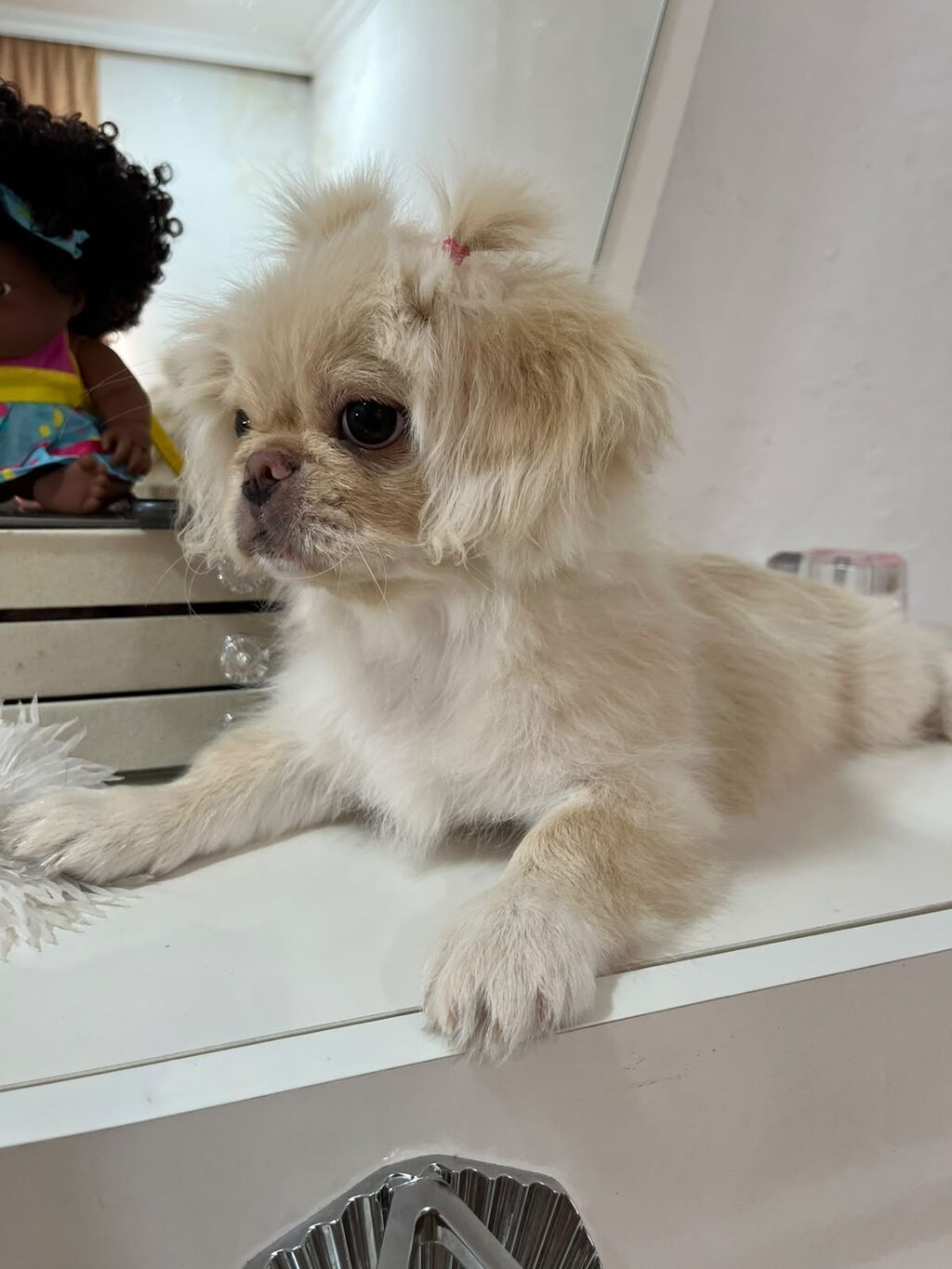 Pekines, 7 ay, Erkək — Köpəklər, Digah (2)