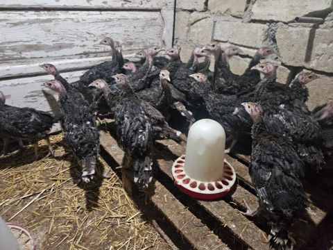 Hinduşka. 35 ədəd. amerikan bronz sortu. 2 aylıq. kom satılır — Bərdə