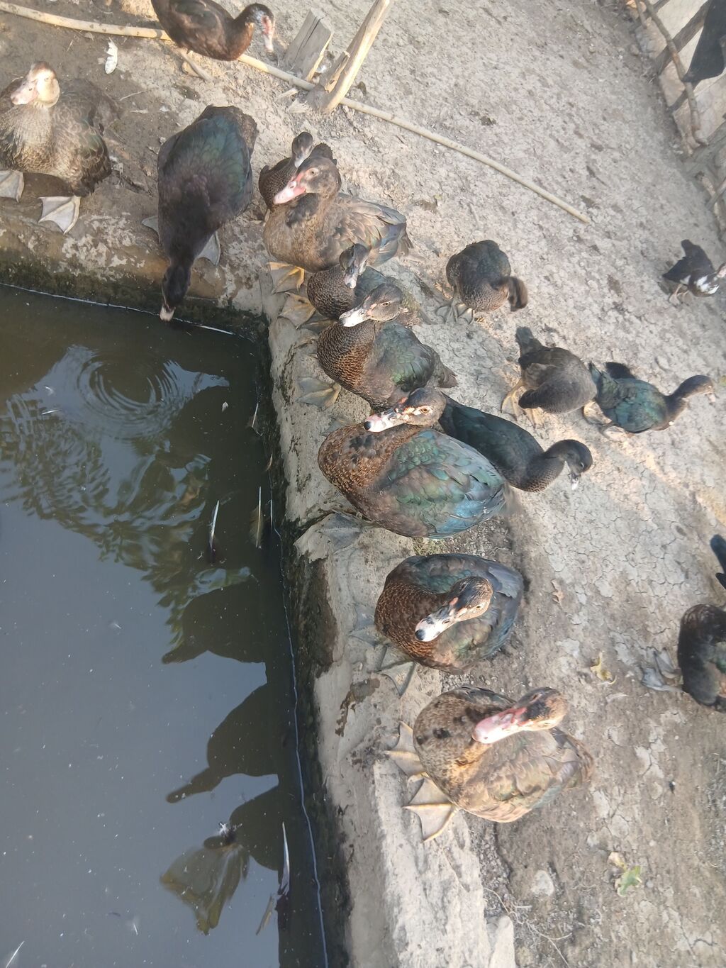 Erkək, Lal ördək, Damazlıq — Digərləri, Sabirabad (2)