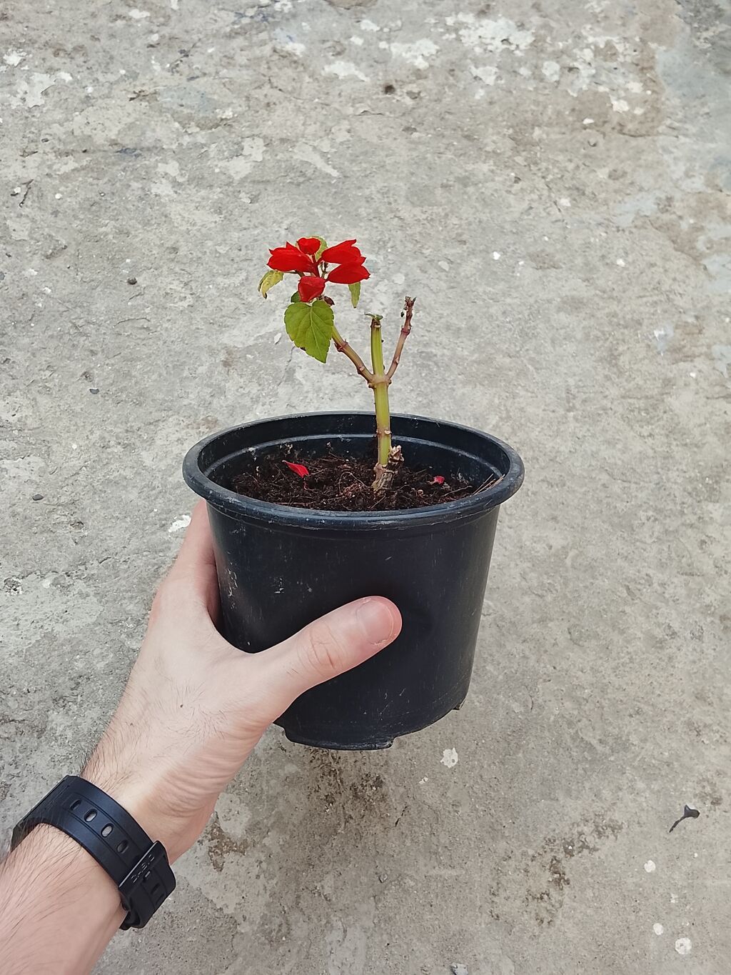 Salviya (Salvia) — dalamazkimilər (Lamiaceae) fəsiləsinə aid edilən — Qapı bitkələri, Bakı (2)