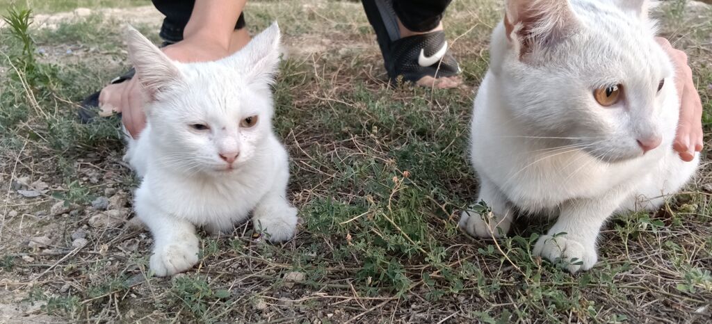 Van, Dişi, Yaxşı əllərə, Ünvandan götürmə — Pişiklər, Masazır (2)