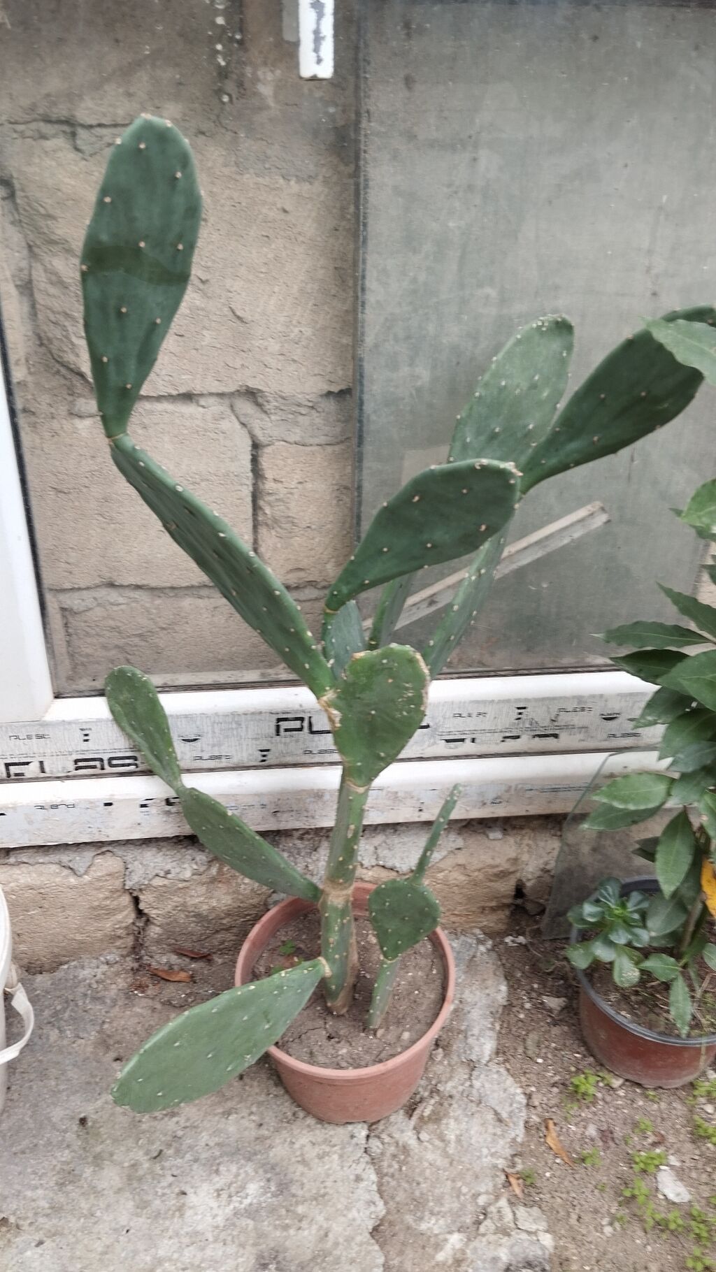 Satılır: dekorativ saksı bitkiləri dəsti - Schefflera arboricola — Qapı bitkələri, Xırdalan (6)
