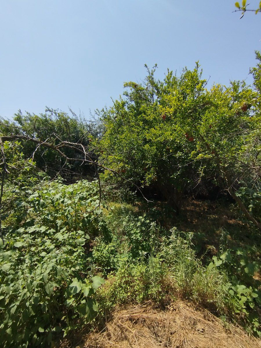 Satılır torpaq 20 sot — Torpaq, Bakı (3)