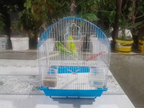 Dalğalı tutuquşular üçün qəfəs dəsti - Metal barmaqlıqlı, qövs — Bakı