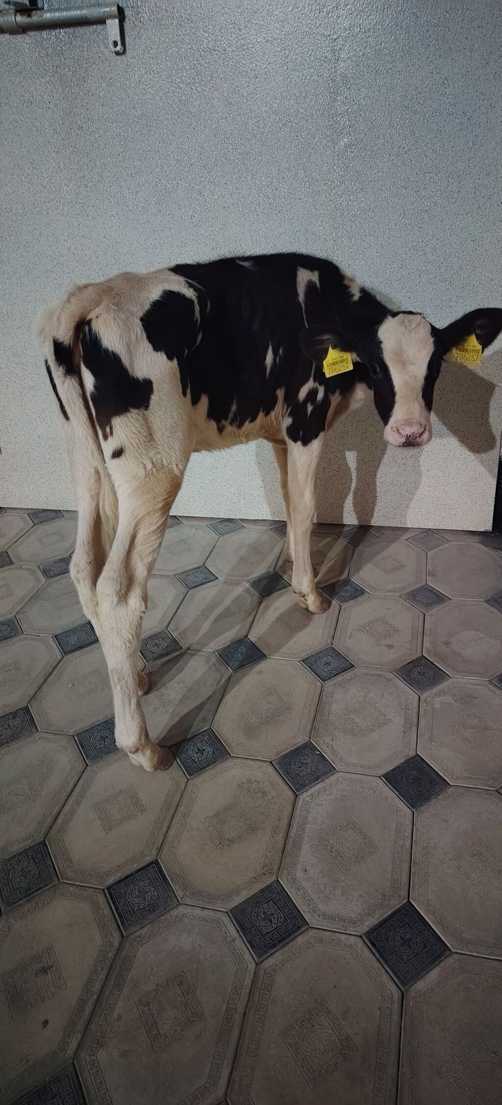 Dana, buzov, Dişi, Holsteyn, Simental, ay: 1, 85 kq, Damazlıq, Südlük, Ətlik — Kənd təsərrüfatı heyvanları, Ağdaş (6)
