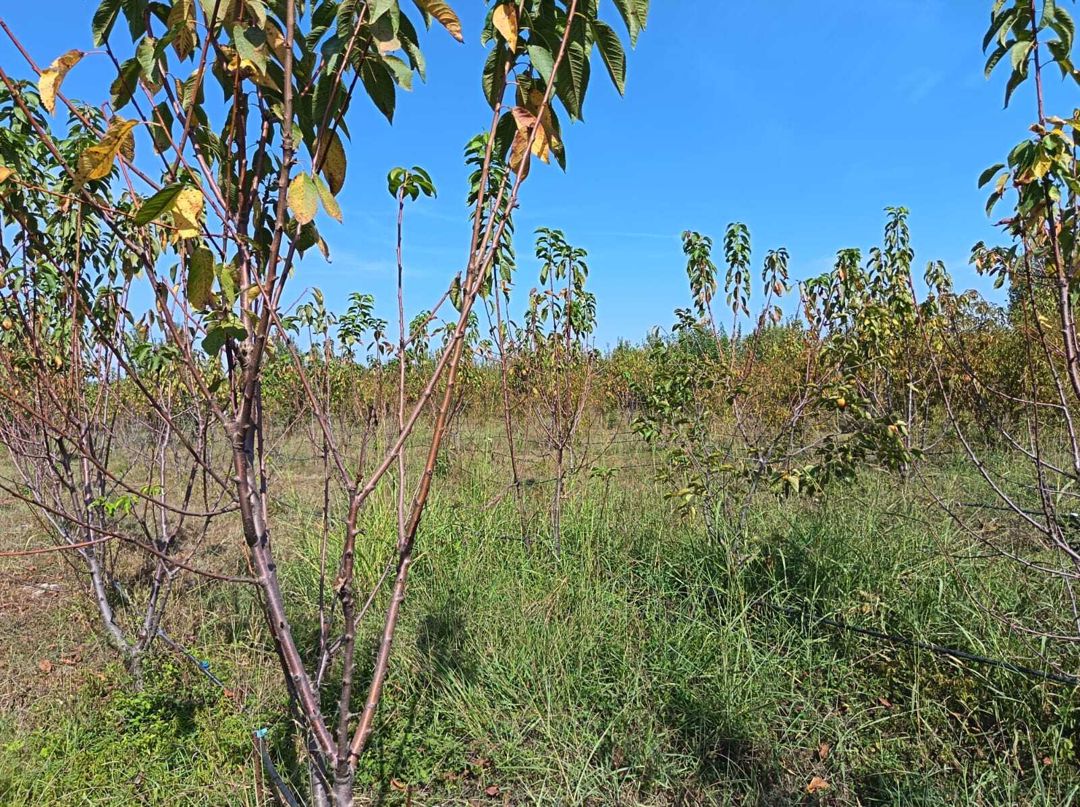 Satılır torpaq 152 sot — Torpaq, Göyçay (8)