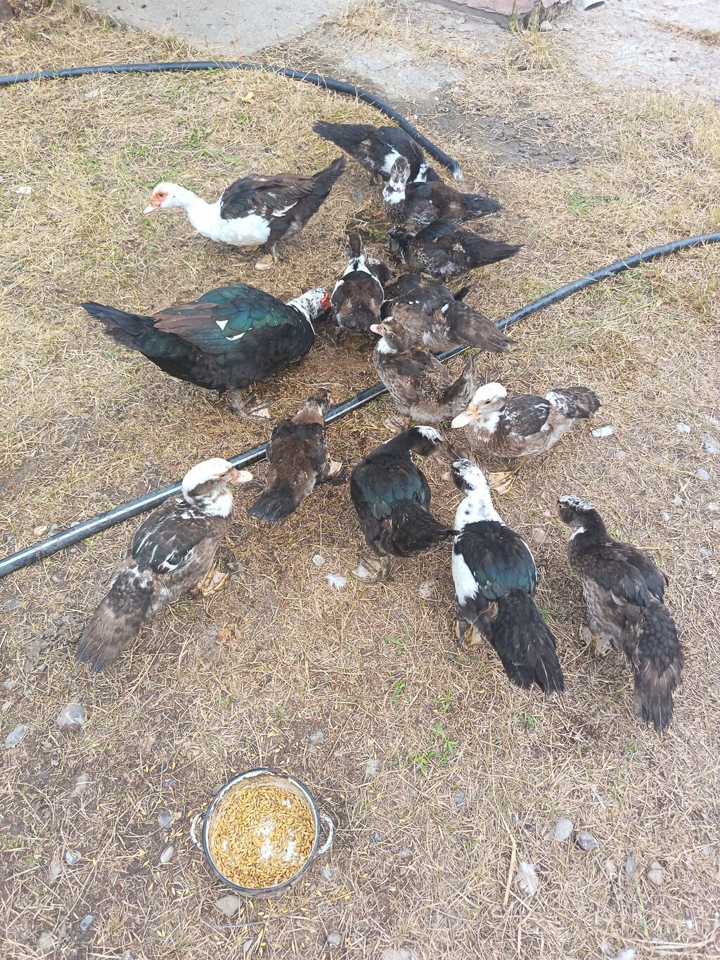 Muscovy ördəkləri (indo-ördəklər) – qarışıq rənglərdə sürü — Digərləri, Ağdam (3)