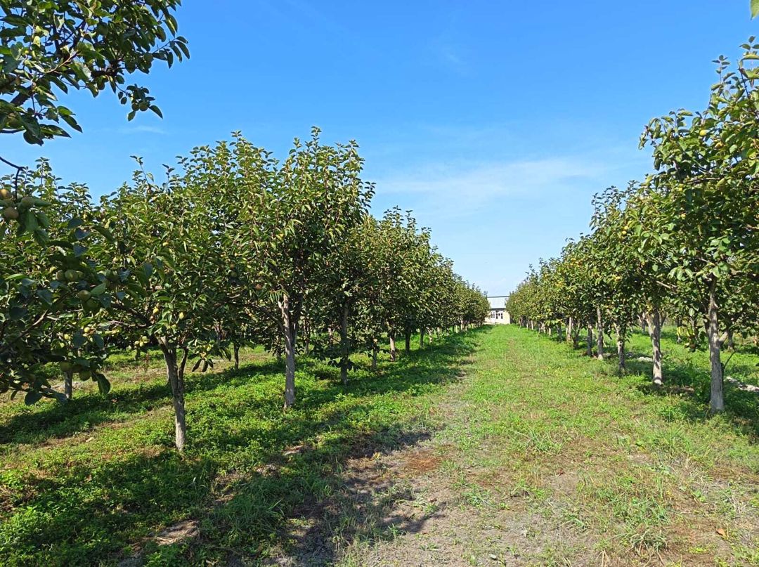 Satılır torpaq 152 sot — Torpaq, Göyçay (12)