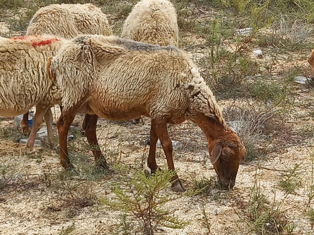 Salam tam saglam heyvanlardir 25 bas ana qoyundur isdeyen elaqe — Kənd təsərrüfatı heyvanları, Fatmayı (4)