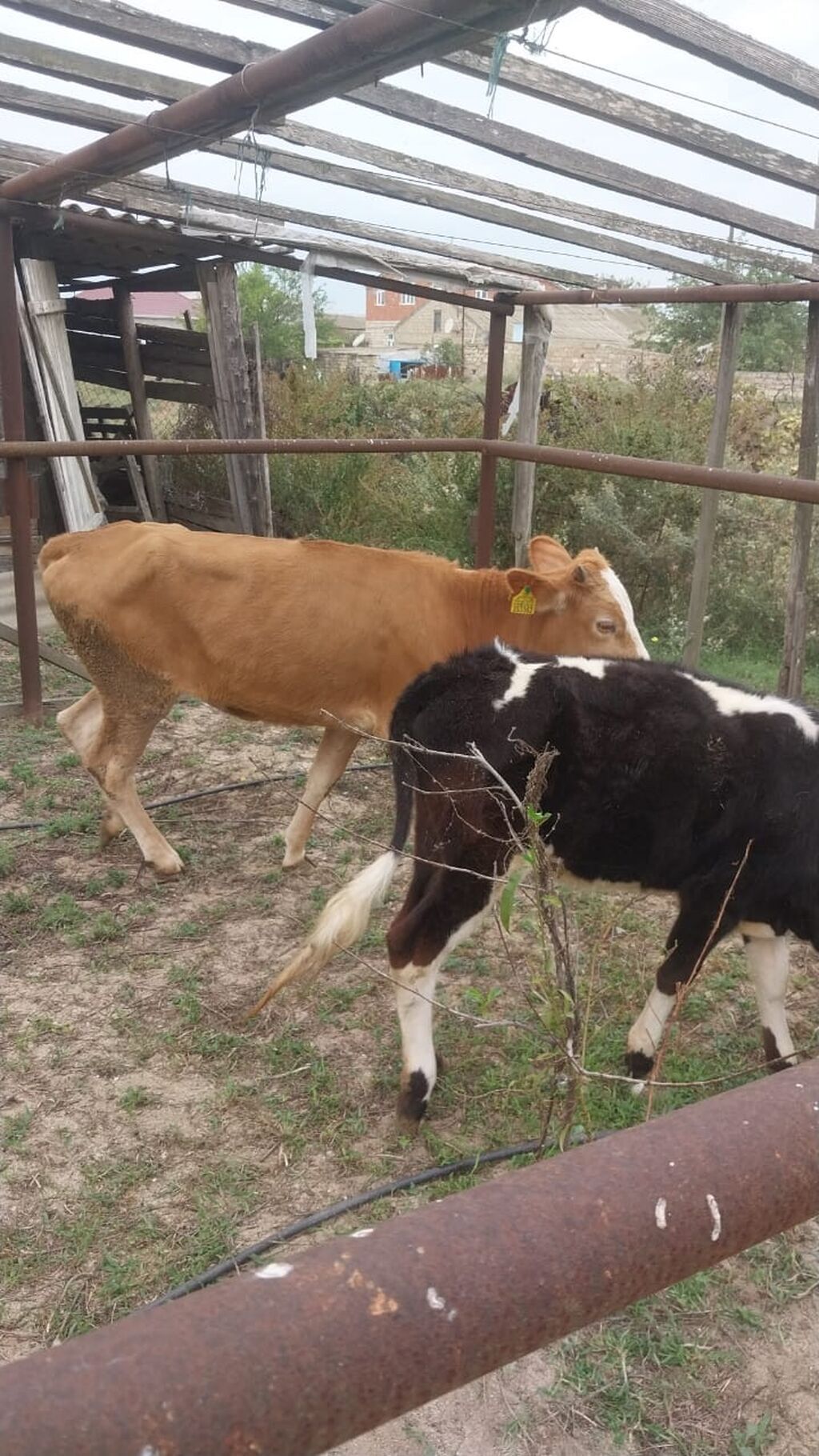 Dana, buzov, Dişi, Simental, ay: 10, 210 kq, Ətlik, Ödənişli çatdırılma — Kənd təsərrüfatı heyvanları, Digah