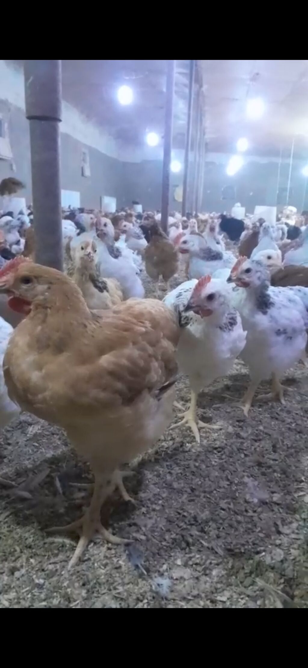 Məhsul: Yerli kənd təsərrüfatı üçün ətlik və yumurtalıq toyuqlar — Toyuq və xoruz, Bakı