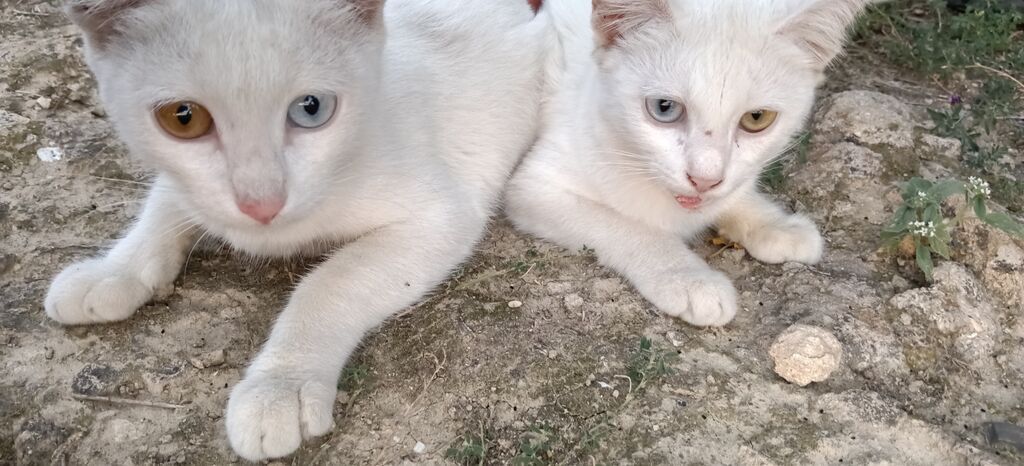 Van, Dişi, Yaxşı əllərə, Ünvandan götürmə — Pişiklər, Masazır (4)