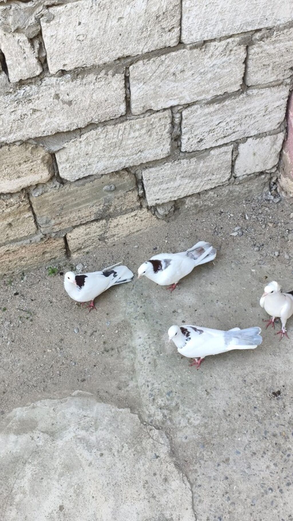 4ədədi nişanlı boynu güllii 4ü 35m — Göyərçin, Digah (3)