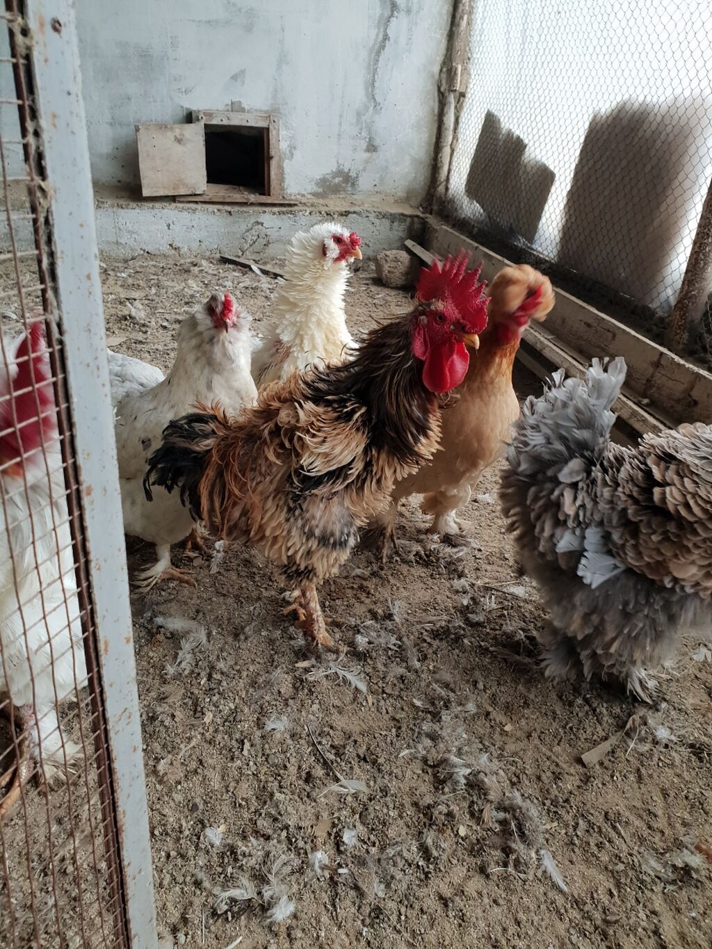 Toyuq, Damazlıq, Ünvandan götürmə — Toyuq və xoruz, Bakı (3)