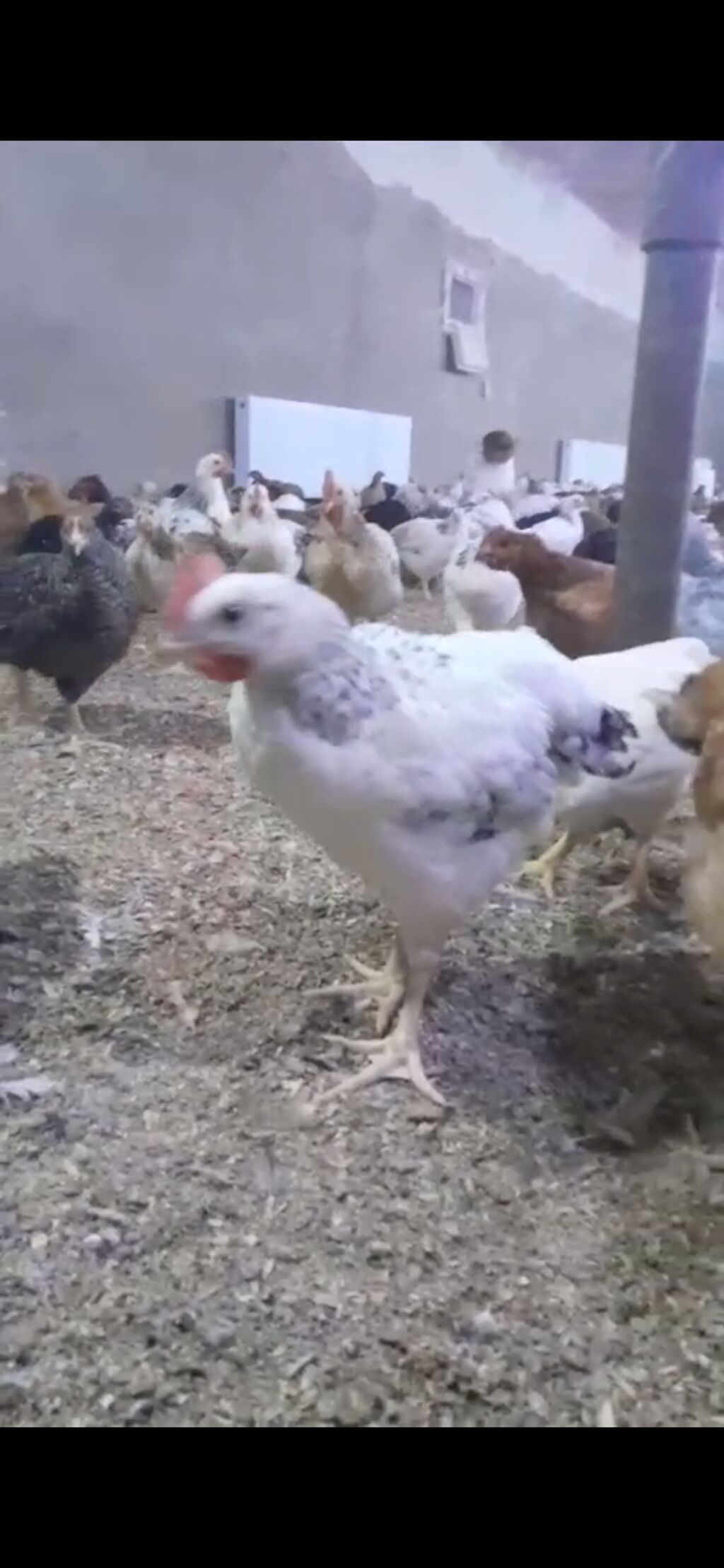 Məhsul: Yerli kənd təsərrüfatı üçün ətlik və yumurtalıq toyuqlar — Toyuq və xoruz, Bakı (2)