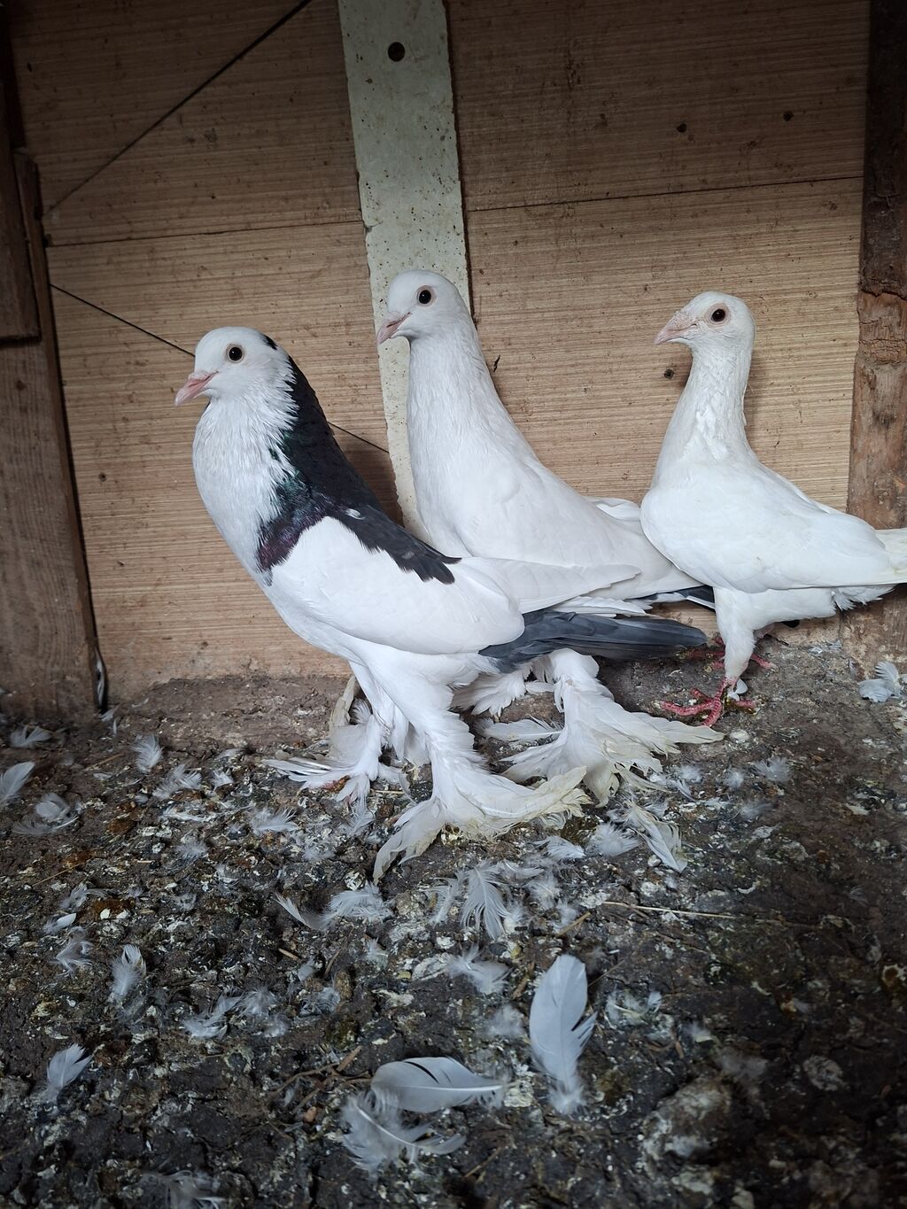 Şişman HEÇ BİR Problemi YOXDUQaxtalı ayaqlı göyərçinlər – dekorativ və — Göyərçin, Digah (2)