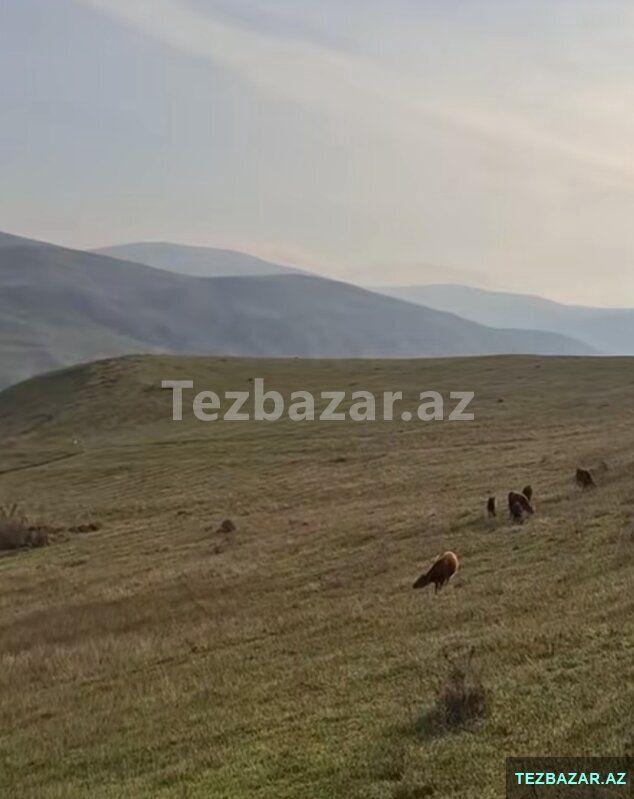 Şamaxı torpaq — Torpaq, Şamaxı (3)