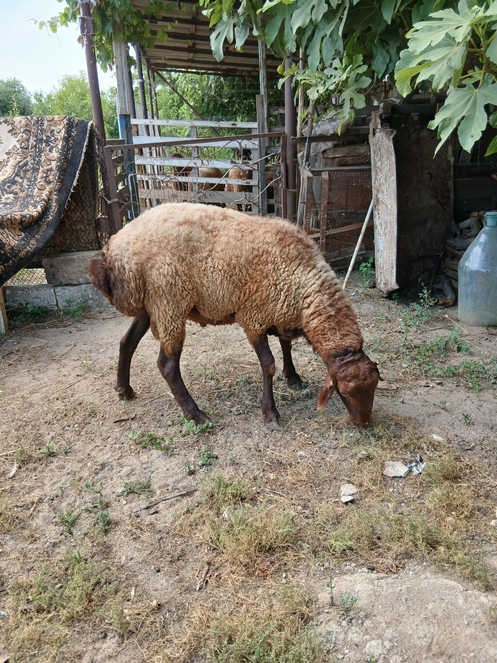Salam damazdığ cins qoç satıram 2 yaşı var heyvanın.heyvan yaxşı — Kənd təsərrüfatı heyvanları, Digah (7)