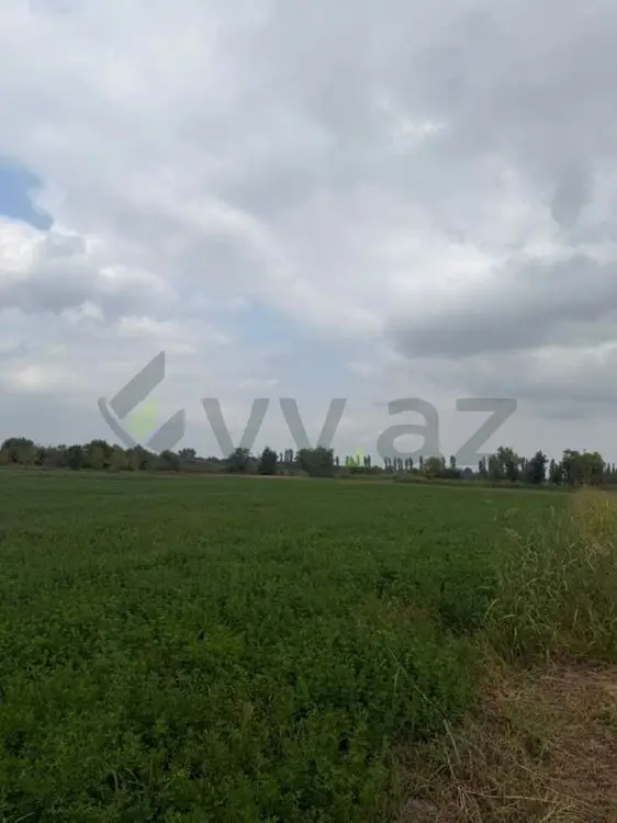 114 sot Torpaq Satılır, Xaçmaz — Torpaq, Xaçmaz (3)