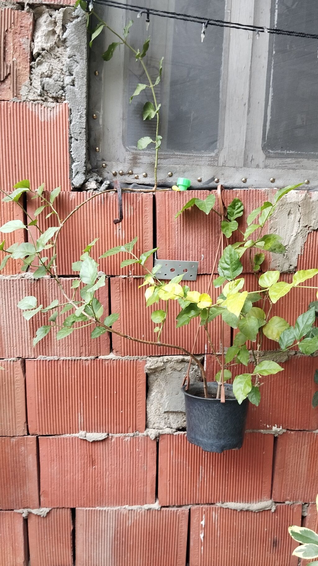 Satılır: dekorativ saksı bitkiləri dəsti - Schefflera arboricola — Qapı bitkələri, Xırdalan (9)